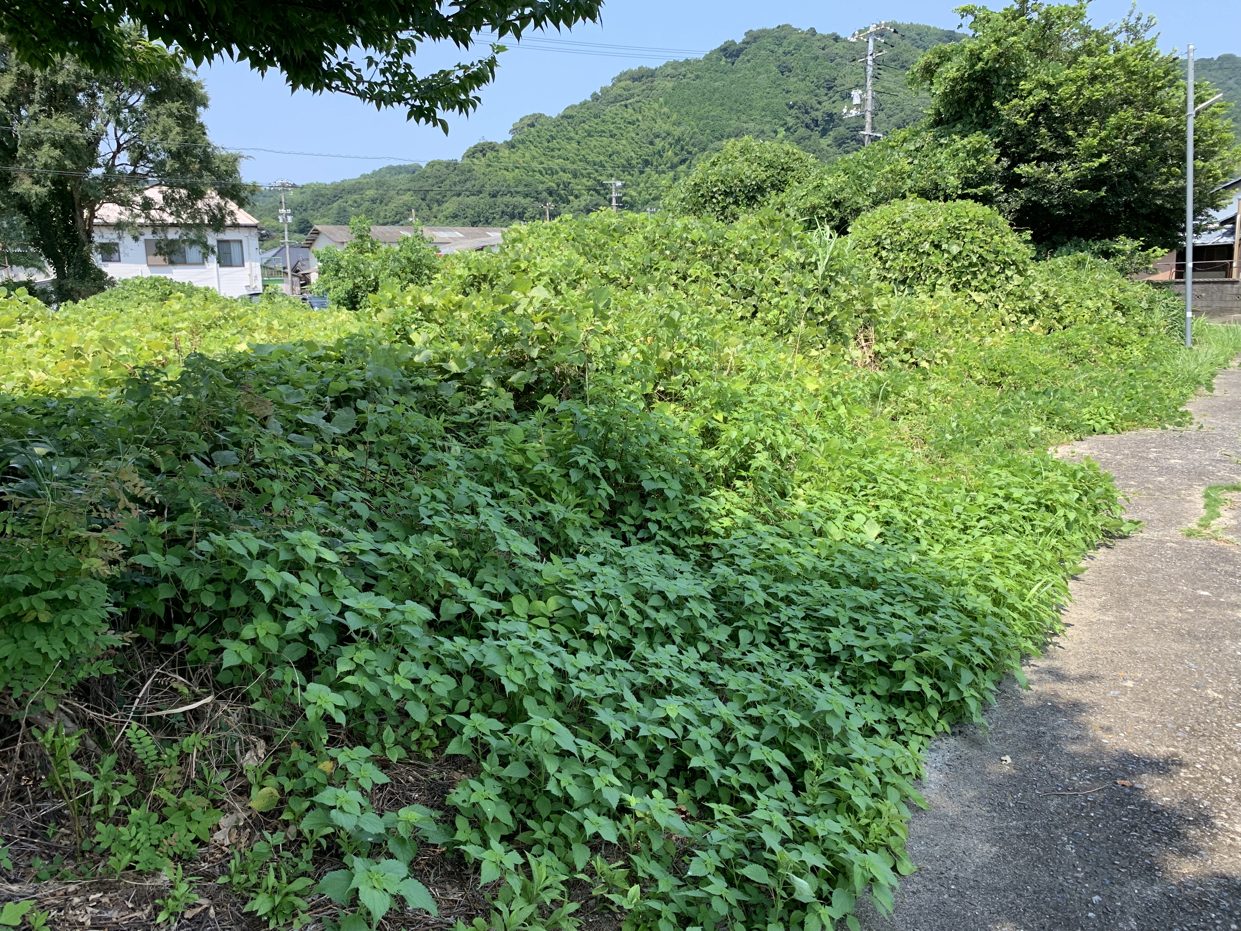 周防大島町 M様